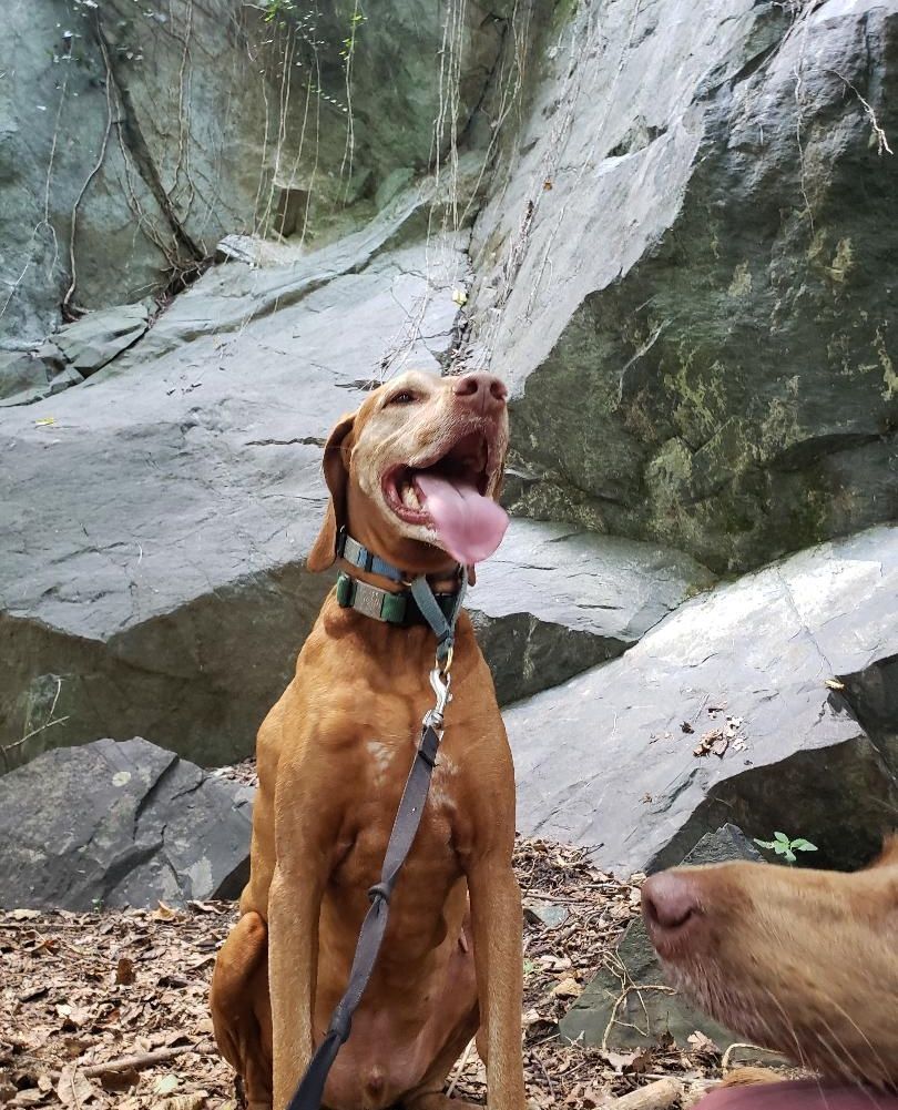 Pant_and_Wag's tweet image. Vizslas love to explore! Exploring new trails at different nature parks helps dogs stay mentally stimulated and physically fit. 

#vizsla #georgetowndogs #dogsofgeorgetown #dcdogs #georgetown #dogrunner #dogadventures #dogfitness #doghikes #pantandwag