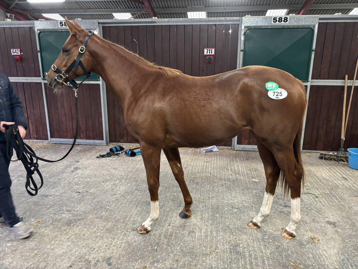 KingsBloodstock's tweet photo. 3️⃣ Third purchase from @Tattersalls_ie with a flashy chestnut by multiple Group winner Dawn Approach. Out of an Invincible Spirit mare who doesn’t miss with 5 winners from 5 runners and her full brother won £228k in Hong Kong

🐎She is available to buy from @GemmaTutty https://t.co/Yl9bEM9tKg