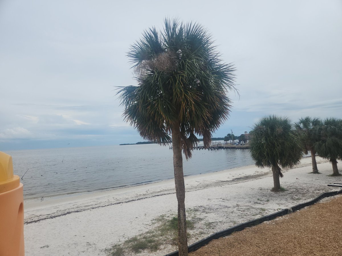 Installing the continuoisly-scanning 3D LIDAR at Cedar Key, FL yesterday.

Ultimately decided to stand down and remove it. This elevation was 20 ft above sea level, which had potential to be under water from surge and waves...wasn't worth the risk. 😔

#HurricaneHelene #NEER