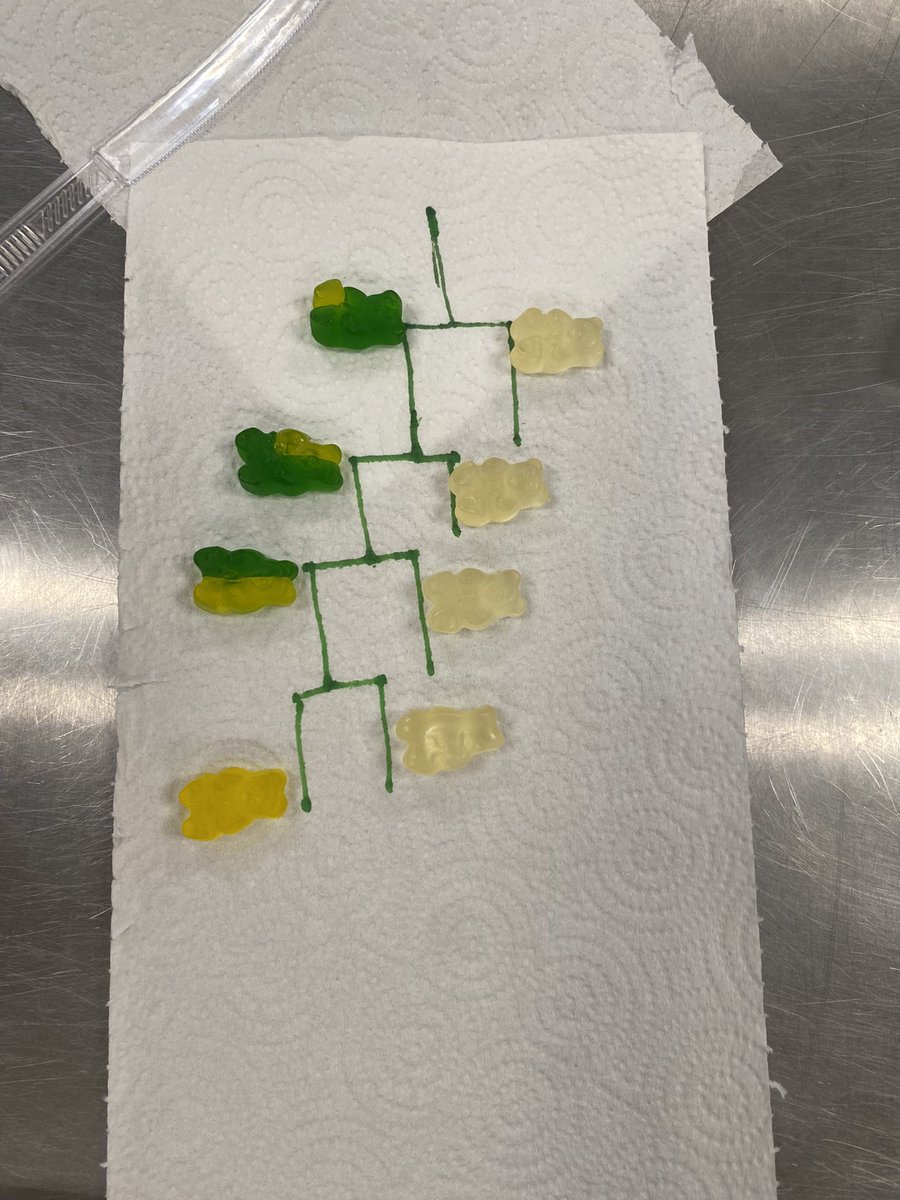 Grading up systems with gummy bear models in Advanced Animal Science!