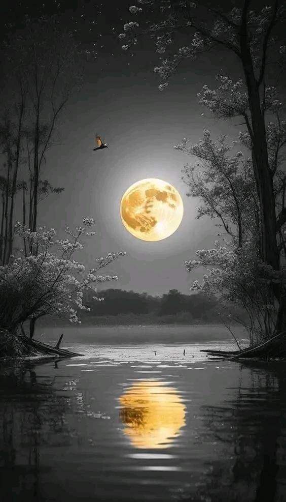 Fatima_Noor99's tweet photo. Good Night
Have a sweet dreams https://t.co/zkyAiusG93