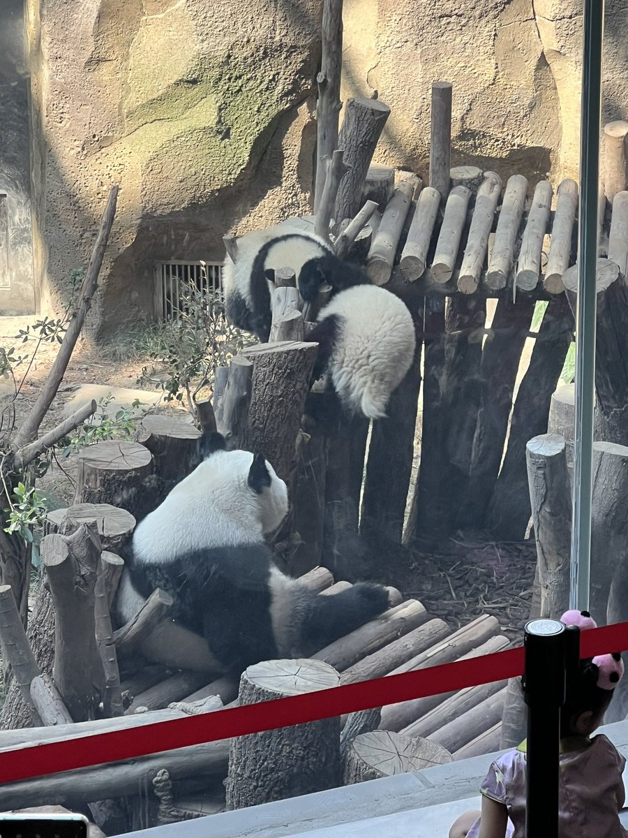 lu_qianhui's tweet photo. 谁会不喜欢熊猫呢🐼 https://t.co/hhQl9IiAY4