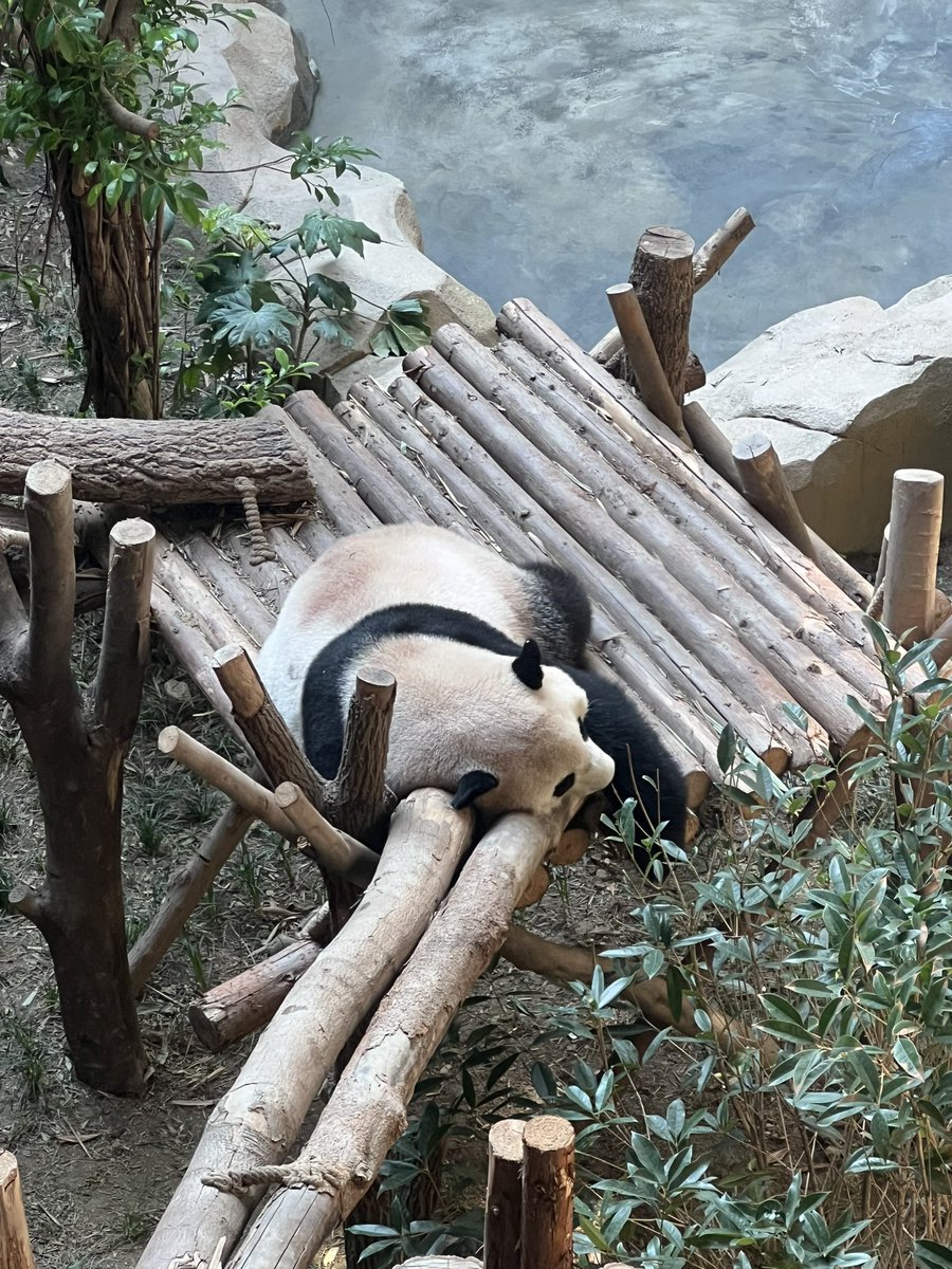 lu_qianhui's tweet photo. 谁会不喜欢熊猫呢🐼 https://t.co/hhQl9IiAY4