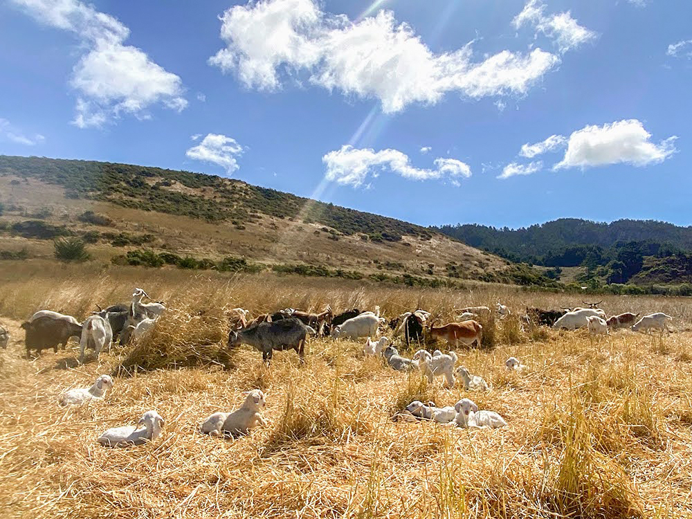 News from TomKat Ranch, September 2024 - 🌾 Golden Hues - mailchi.mp/tomkatranch.or… - Grazing for Biodiversity,
Goat Butchering Workshop with Chefs, Where Are They Now – Alex Michel