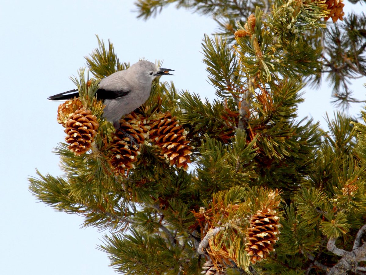 NatureNPS's tweet photo. Found mainly on public lands, whitebark pine is one of America’s most threatened and ecologically valuable tree species. Aided by recent federal funding, a multi-agency alliance is using innovative strategies to protect it. ➡️ https://t.co/Gq89jzHrbz 🌲
#ParkScienceMagazine https://t.co/nTs8sYg9Nj