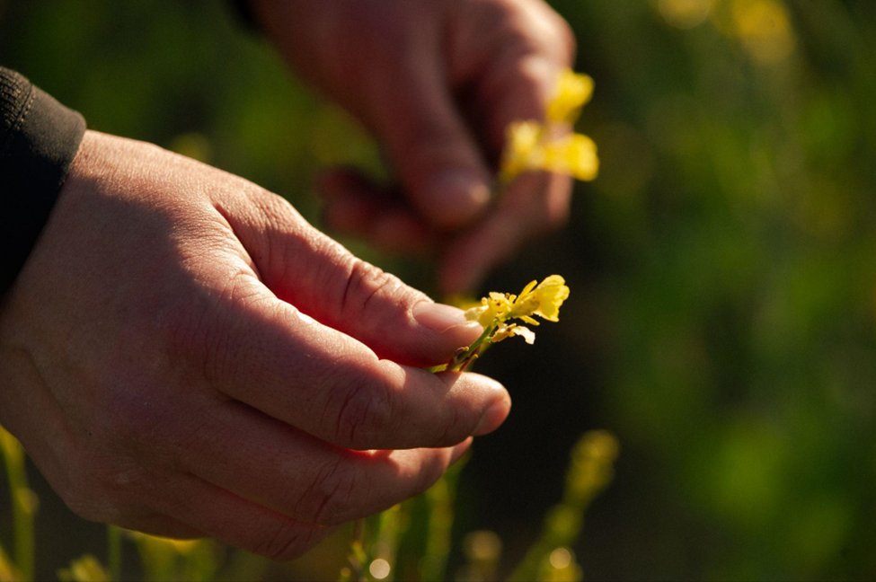 European Union (EU) decision is paving the way for more non-food crops, including Nuseed Carinata, to play a crucial role in the decarbonization of the aviation industry. Read our perspective here bit.ly/3XVc2ij