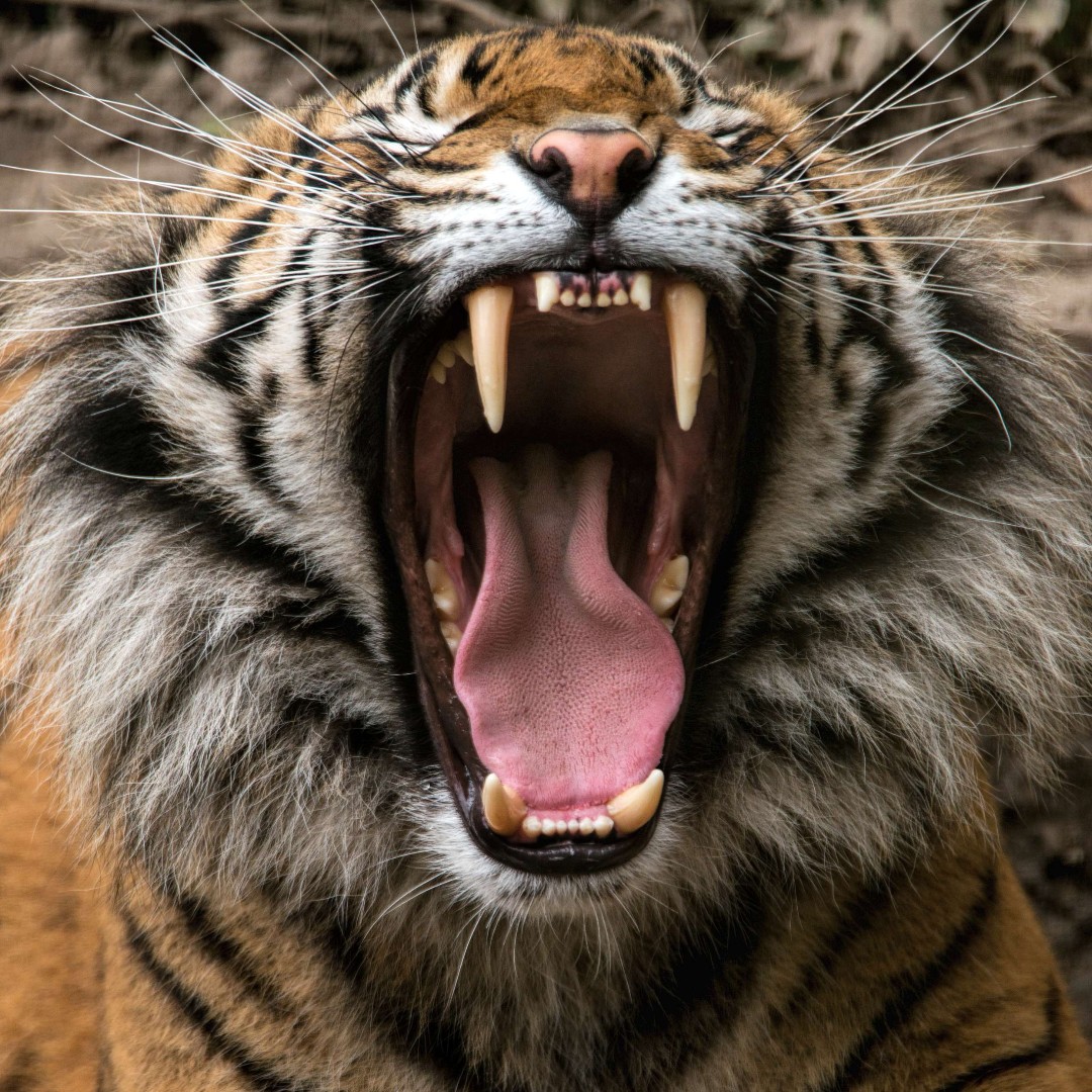 Welsh Mountain Zoo tweet media