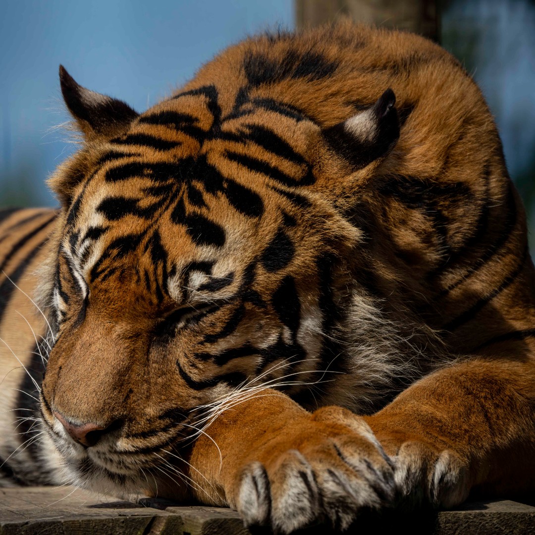 Welsh Mountain Zoo tweet media