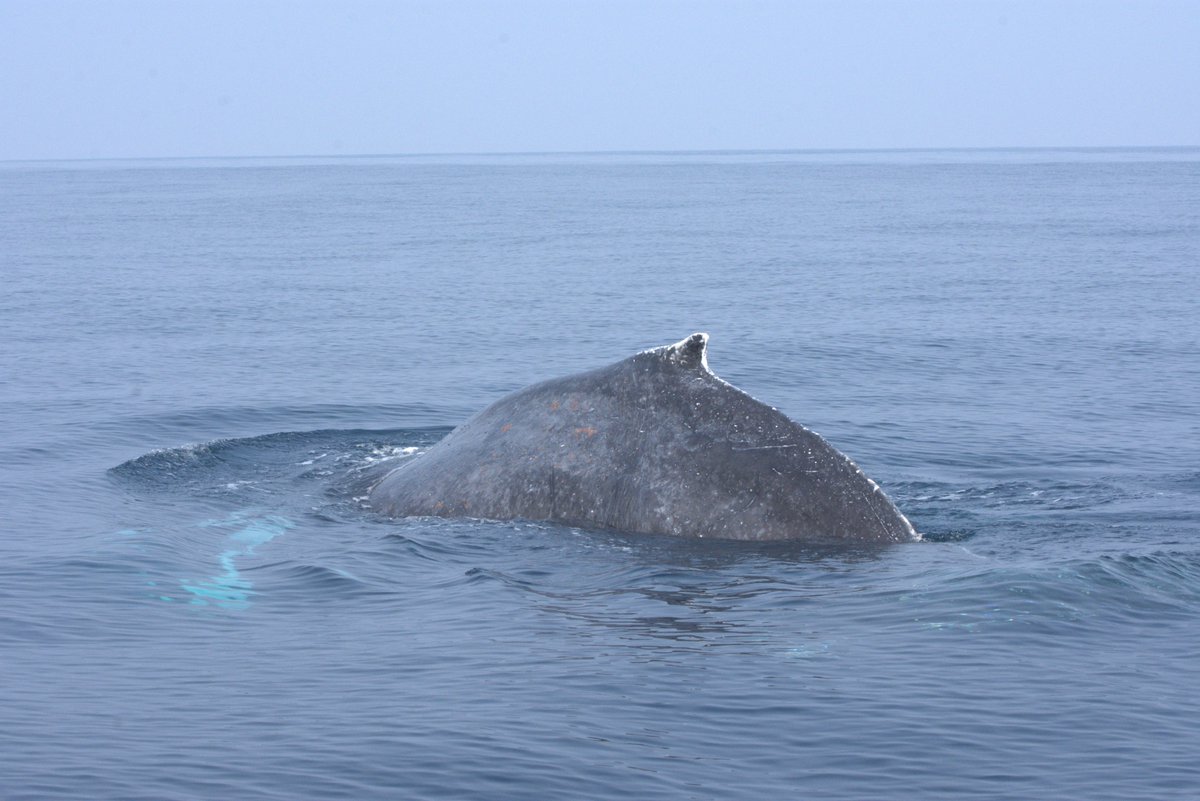 MARILIMITADO's tweet photo. Do you know the #HumpbackWhale 🐋?
This species is a rare sighting on mainland Portugal, but last week we were lucky to have an incredible encounter!
Follow the thread 🧵 to learn more about this amazing species (and some special data at the end)⬇️
(1/8) https://t.co/WHxY7RFuM6