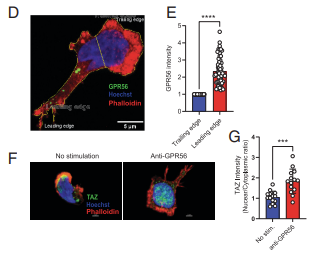Waggoner Lab (@labwaggoner) on Twitter photo GPR56 functions as an upstream checkpoint for migration of highly differentiated NK cells <a href="/J_Immunol/">The Journal of Immunology</a> <a href="/MalmbergLab/">MalmbergLab</a> <a href="/DanielPal88/">Daniel Palacios (he/him)</a>
doi.org/10.4049/jimmun⦠GPR56 functions as an upstream checkpoint for migration of highly differentiated NK cells <a href="/J_Immunol/">The Journal of Immunology</a> <a href="/MalmbergLab/">MalmbergLab</a> <a href="/DanielPal88/">Daniel Palacios (he/him)</a>
doi.org/10.4049/jimmunβ¦