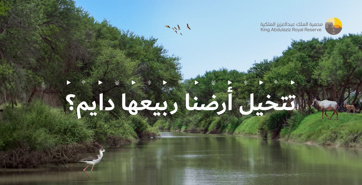 محمية الملك عبدالعزيز الملكية tweet media