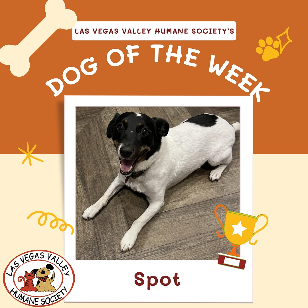LVVHumane's tweet photo. Who doesn’t love an adorable dog named Spot? This very good boy is our Dog of the Week!
⭐️- 7 yr. old who loves walks & play time
⭐️ - Spot loves everyone he meets, super-friendly around people of all ages
⭐️ - Neutered, up to date on vaccinations and microchipped!
#SeeSpotRun https://t.co/RTKrYE6r7a
