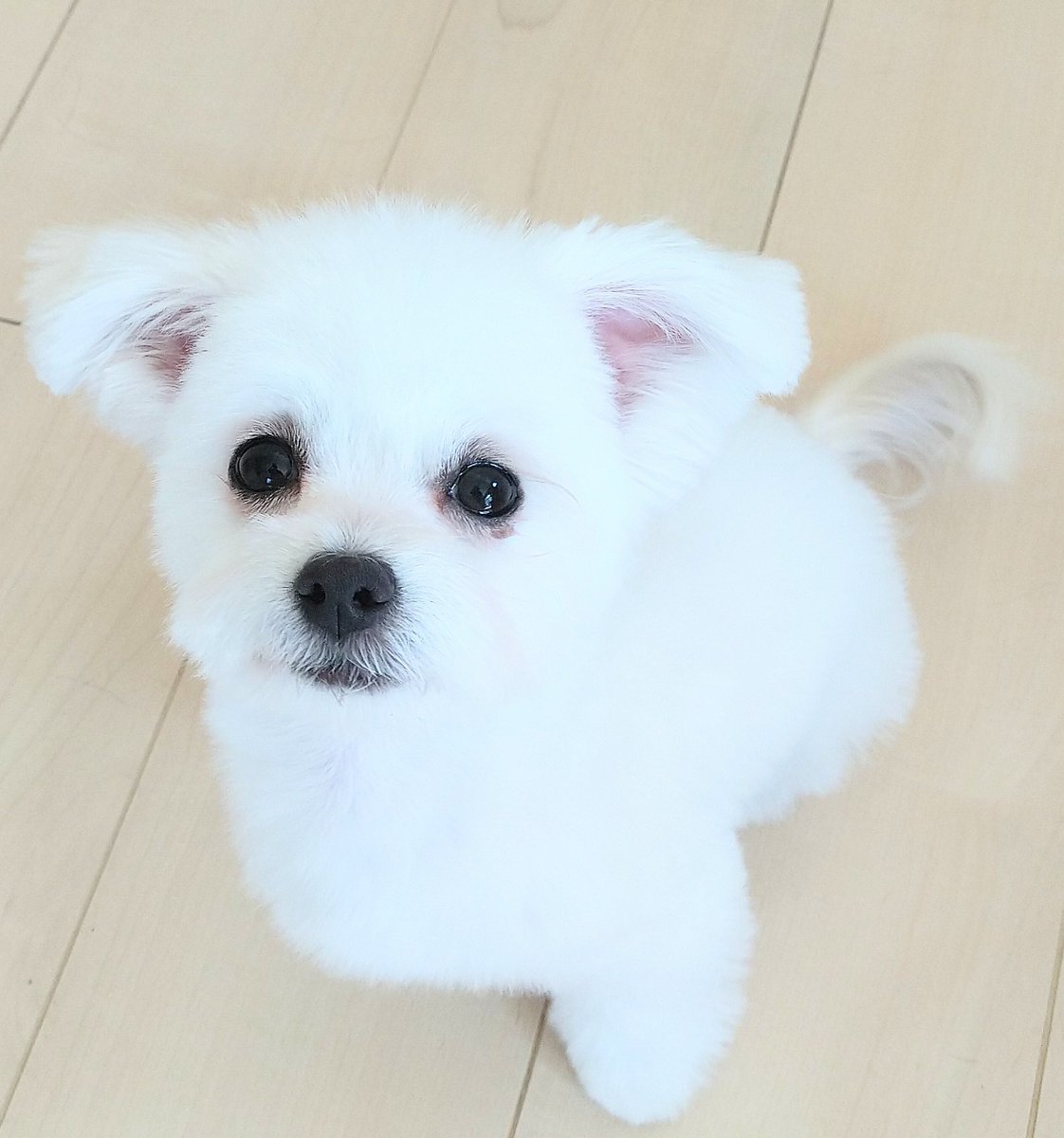 AJPACE5's tweet photo. 犬のまっすぐ見つめてくる顔が大好きすぎるからみんなの子も見せて。 https://t.co/d1TMCKSfPS