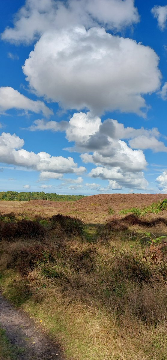 mycathardy's tweet image. Clouds and Dersingham Bog, Norfolk #clouds #weather #bogs #nature #Norfolk