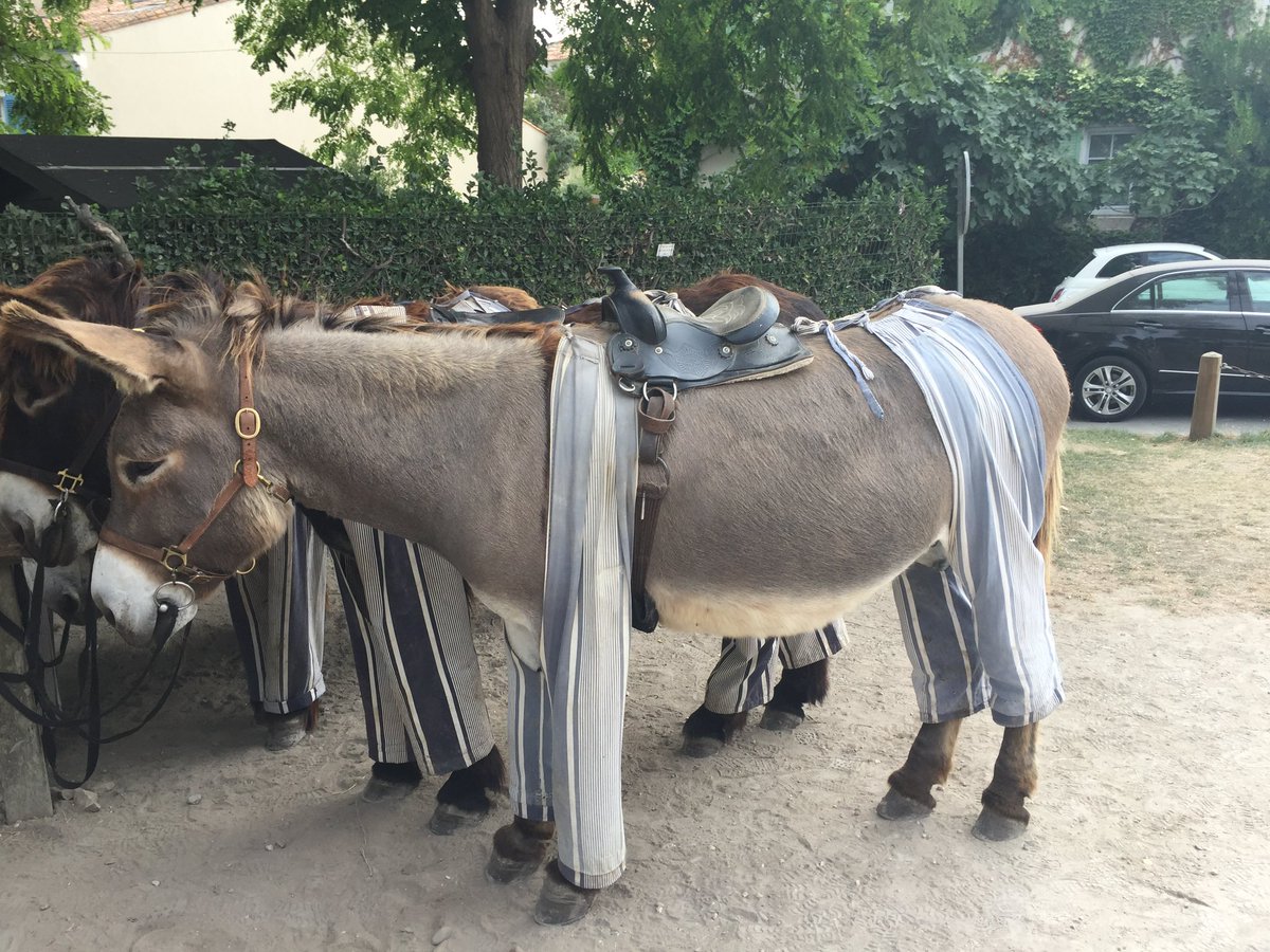 Gary Rogers tweet media