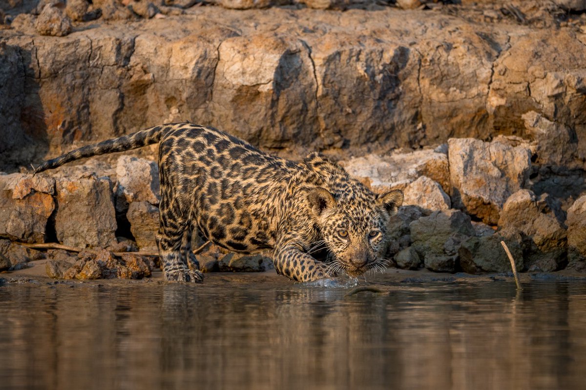 My absolute favorite moment from my recent Pantanal trip was getting to see baby Makala playing in the water at sunset. There's nothing better than watching a jaguar cub honing their hunting skills!