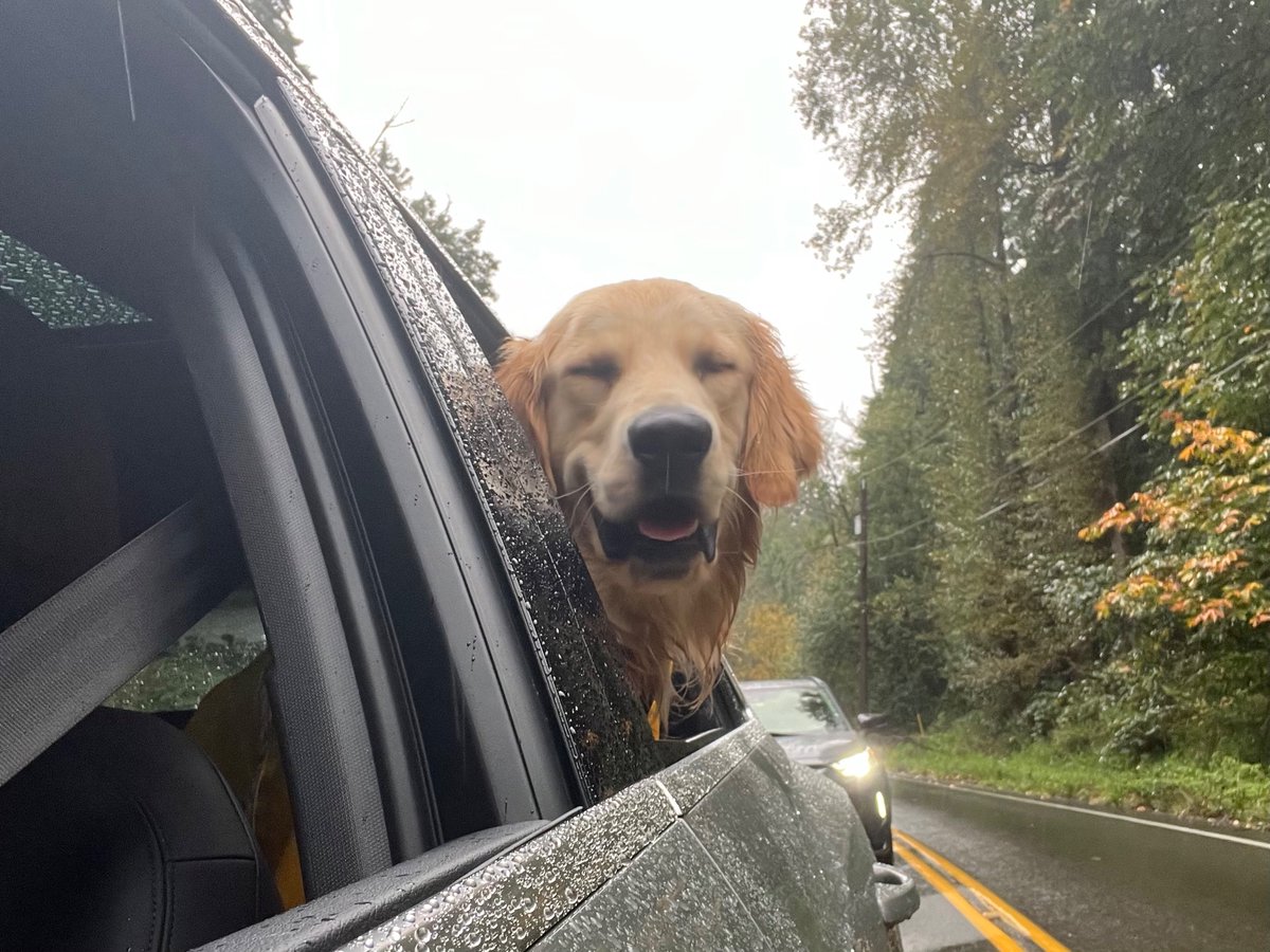 Live over at twitch.tv/harry 

&amp; Hershey pic!