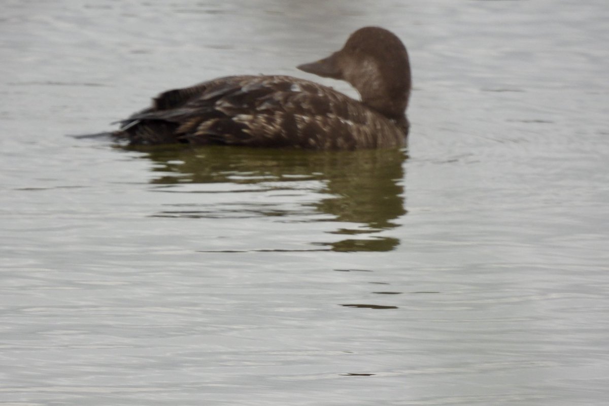 marburypatch's tweet image. 1W drake Common Scoter on Neumann’s Flash close to Pods hide @marburypatch