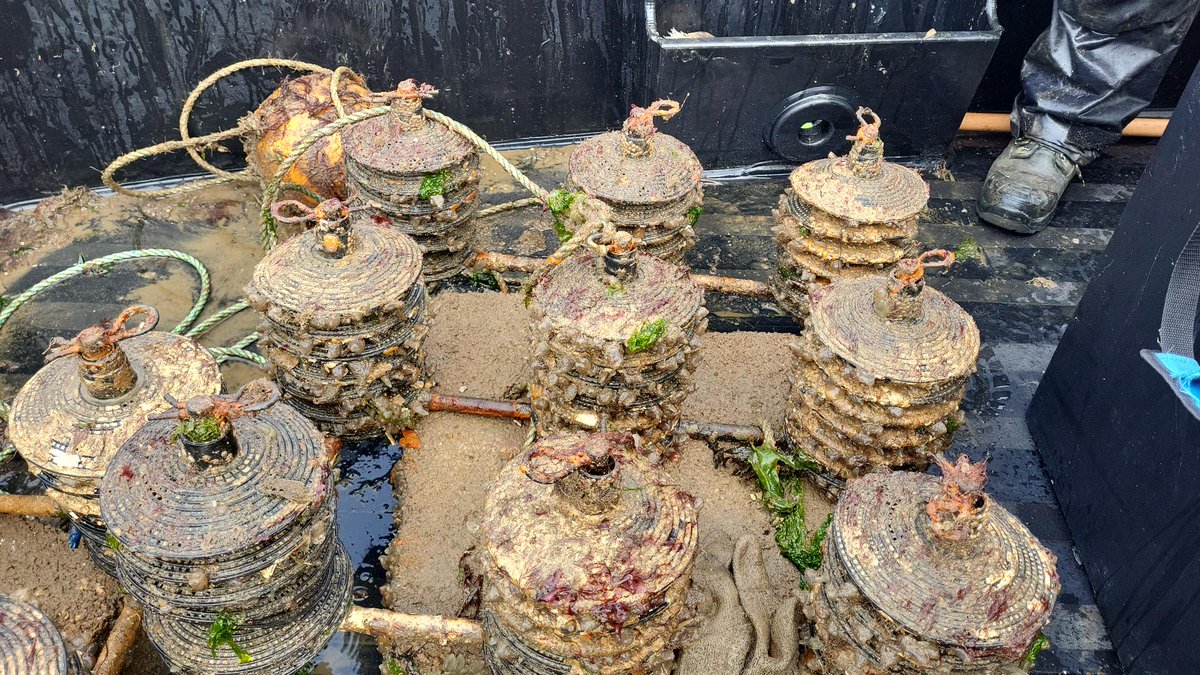 Native oyster spawning season comes to a close in Sept &amp; the team have been retrieving spat collectors across our restoration sites.
The collectors are now in tanks awaiting analysis by <a href="/portsmouthuni/">University of Portsmouth</a> marine biology students.
Thanks <a href="/langstonehb/">Langstone Harbour</a> &amp; <a href="/hambleharbour/">Hamble Harbour</a> 
📸Luke Helmer