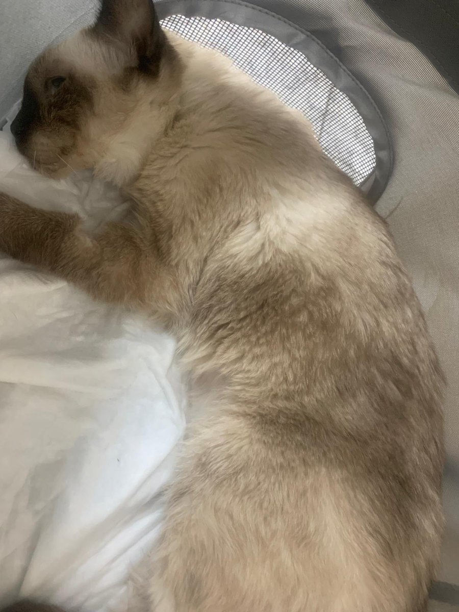 nicolandrerazo's tweet photo. Ella es Mimi, mi gatita de 6 años infectada de leucemia con un estado de salud muy crítico ahora mismo. Se le está realizando una transfusión de sangre urgente y este ronda los 700€ + https://t.co/EE0ykfnAej
