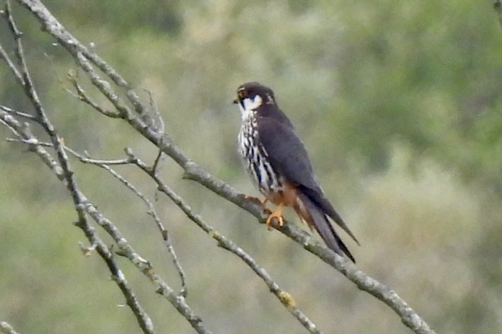 marburypatch's tweet image. This Hobby has been seen on Ashtons Flash for the last few days hunting dragonflies to build up its reserves before heading south for the winter @marburypatch
