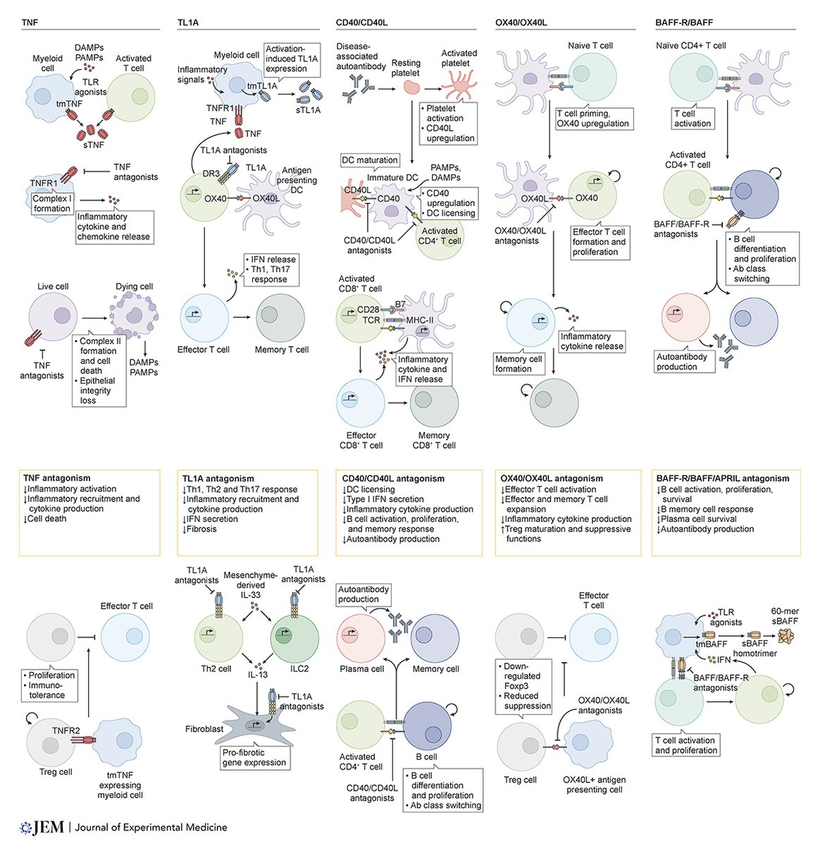 JExpMed's tweet photo. Targeting TNF/TNFR superfamilies in immune-mediated inflammatory diseases. A new review from Praveen Krishna Veerasubramanian, Thomas Wynn, Jie Quan, and Fridrik Karlsson @pfizer: https://t.co/HyZyfDmx5V

#LymphocyteBiology #InnateImmunity #inflammation #Autoimmunity https://t.co/qLw6cOEMvu