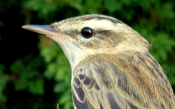 North Wiltshire Ringing Group ringing recovery: Sedge Warbler ringed by us on Salisbury Plain on 19th August 2024, recovered Reserve du Massereau, Loire-Atlantique, France on 28th August 2024. 9 days since ringed, 443km movement #birdringing #Migration