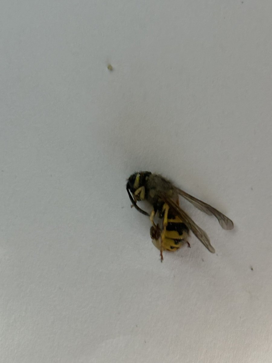 Richard Zussman tweet media