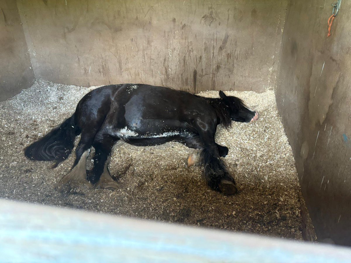 Sedbergh Prep Riding tweet media