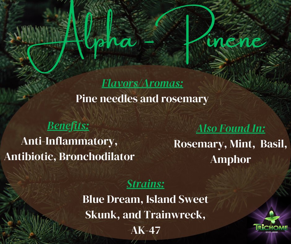 thcmed's tweet image. *Terpene Thursday* Alpha-Pinene - This piney terpene is easily noticable found in strains like Blue Dream and Island Sweet Skunk with many benefits; 1 that stands out the most is a bronchodilator. 
#alphapinene #terpene #medicalmarijuana #mmj #thcmed #trichomehealthconsultants