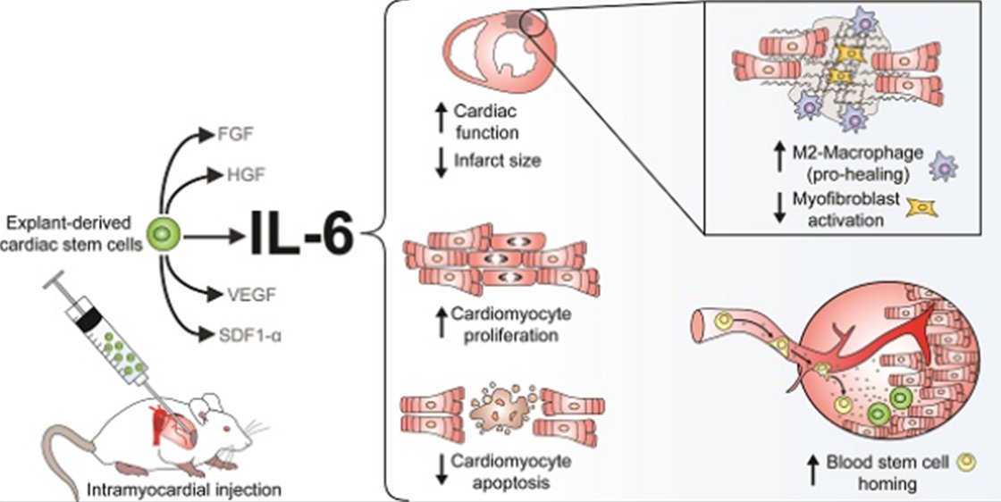 davis_ctrl's tweet image. Interleukin-6 (IL-6) is the most abundant cytokine produced by heart explant-derived cells, but its role in cardiac repair remains uncertain. For the first time, this study shows that IL-6 has a pro-healing effect in cell therapy for post-infarct repair.🔗doi:10.7150/thno.19435