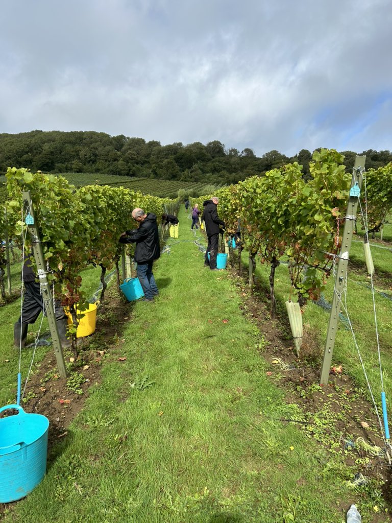 First day of harvest rondo done adgestonevineyard #arsonfire #englishwines #englishvineyards #wine #Isleofwightproduce #shoplocal #isleofwight #thingstodoontheisleofwight #madeontheisleofwight #isleofwightbusinesses #winelovers #somethingblue #livemusicisleofwight