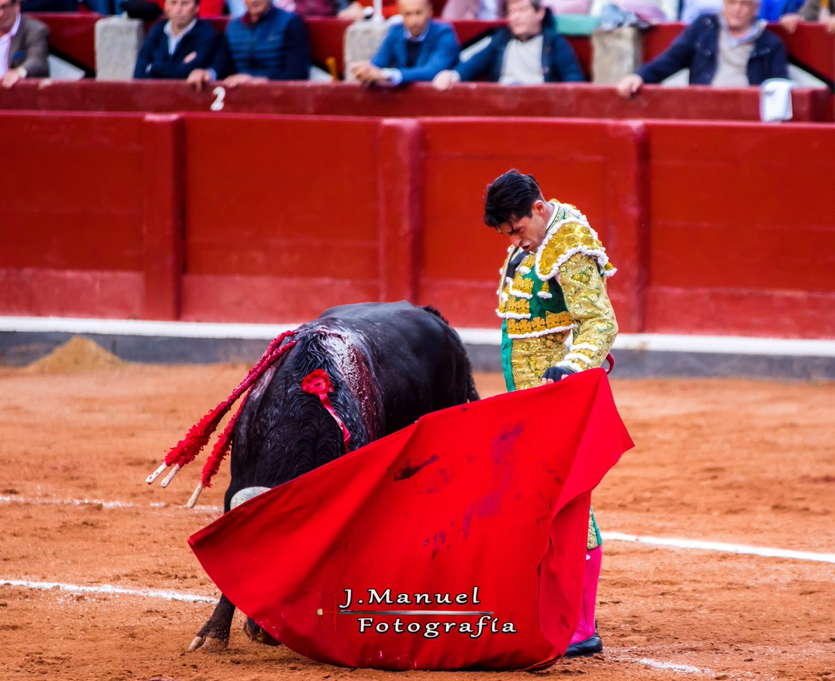 Talavante y el Toro de Oro 2024 de la feria de Salamanca 2024. Querido de Garcigrande.