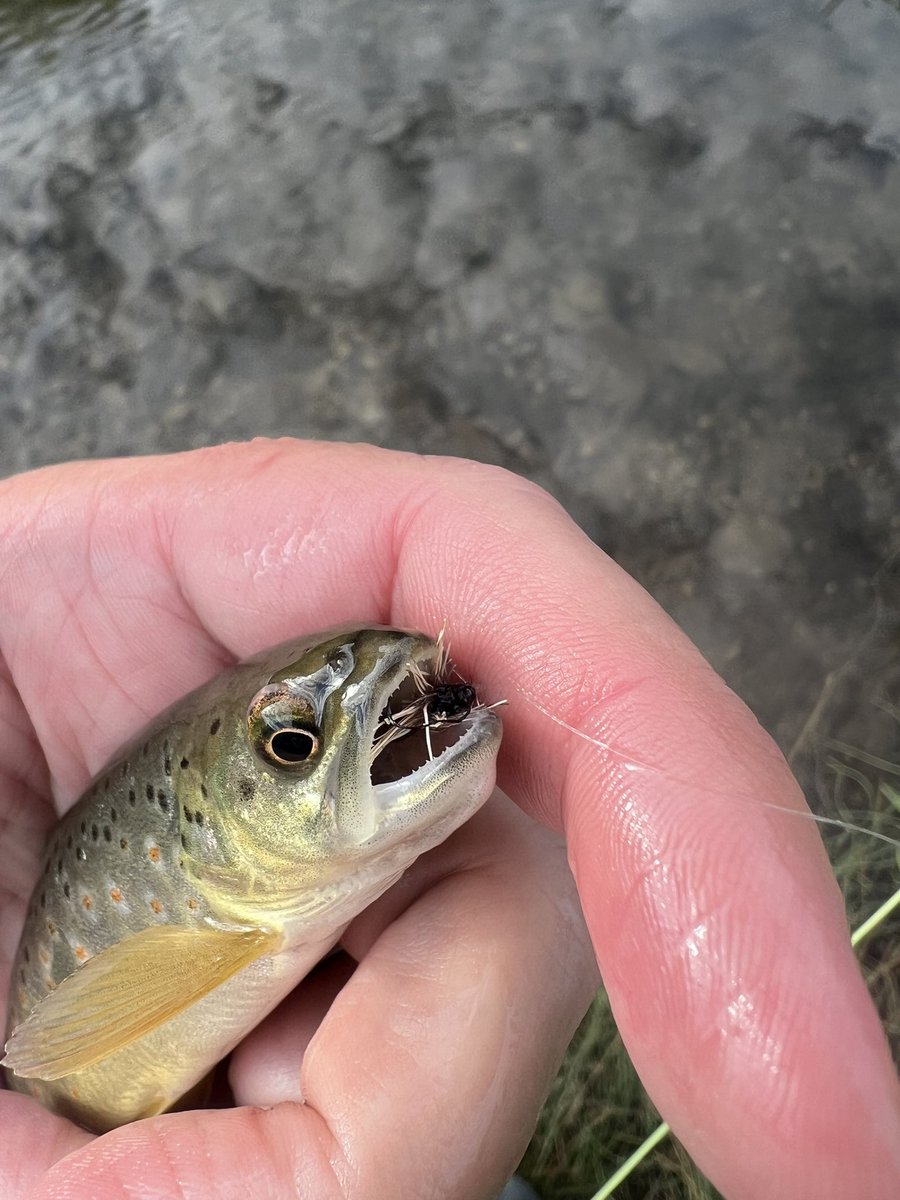 svutility's tweet photo. This little bugger is on fire lately. Over a dozen yesterday at lunch on it, followed by 10 this morning. Loving it! I'm just glad to get back out after about a week without fishing #flyfishing #flytying #comparadun #browntrout https://t.co/qs8CcdJARi