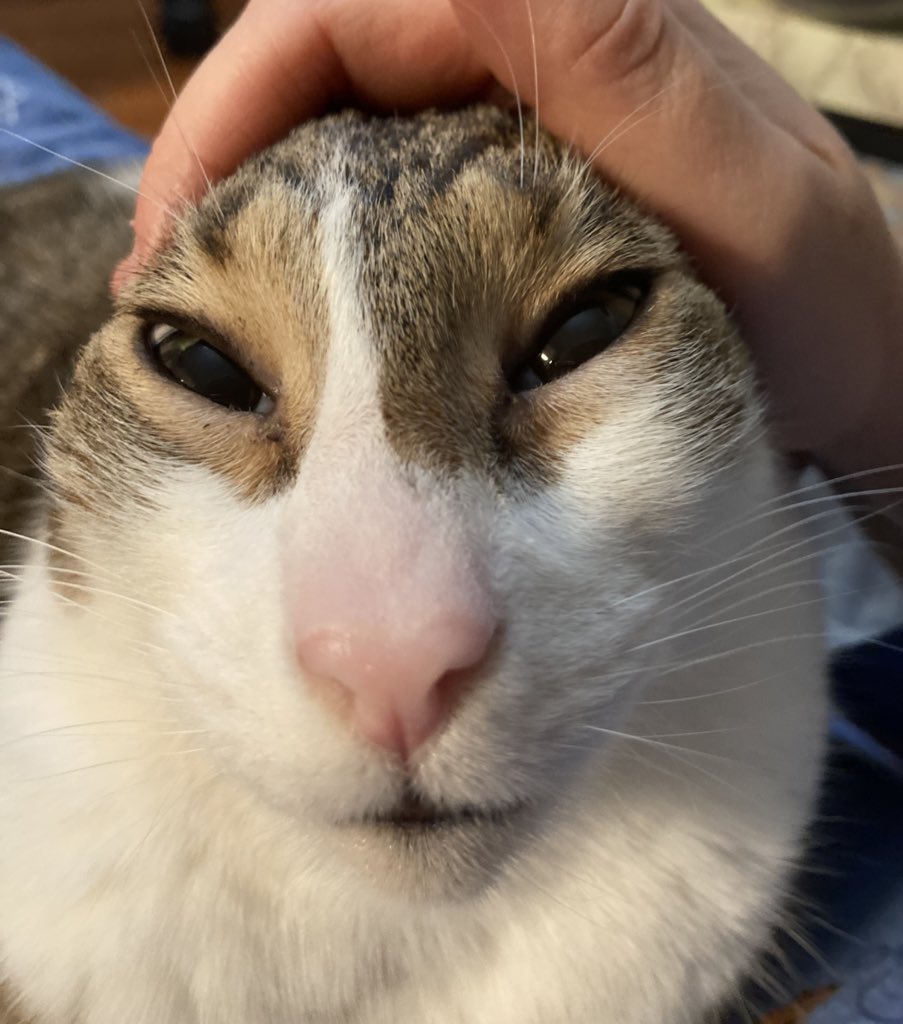 NestoriousCAT's tweet image. 👽👽👽