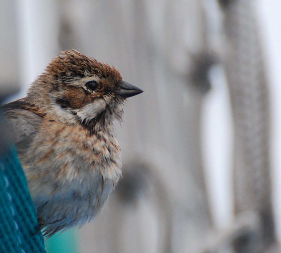 14 years ago today saw the demise of the home to many a good bird, including my only blocker, after 3 days in 15m waves! #RIPpoofiler #PRB