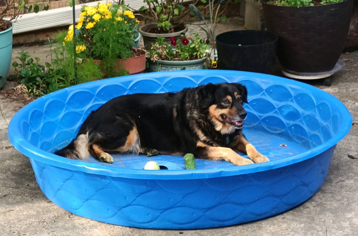 It may be Fall, but it's always a good time to sit in the doggie pool