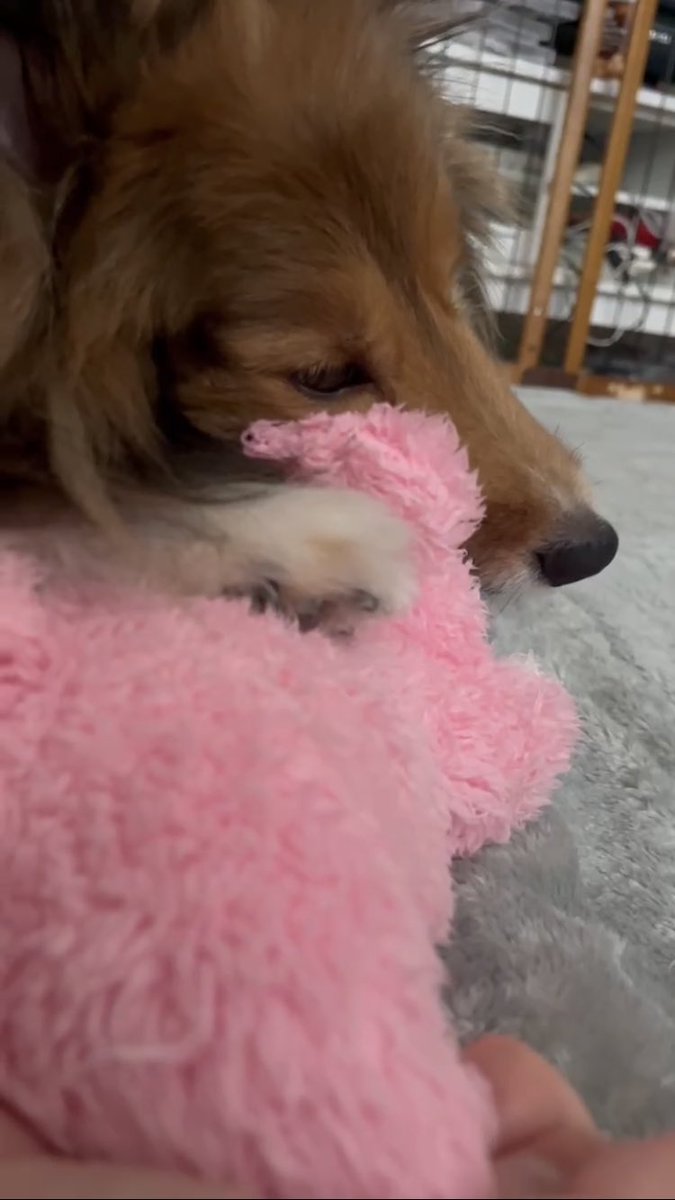 ぼく、おいていかれました……と本日お休みの妹に訴えている佐吉。