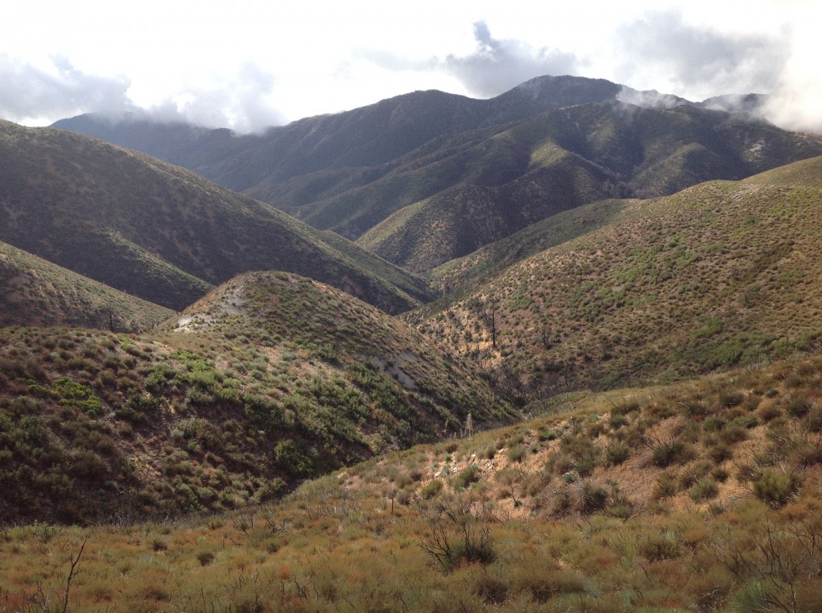 vinn_ayy's tweet image. everyone is talking talking about the opinions of Chappell Roan, but no one is talking about the hardy foliage of the Chaparral