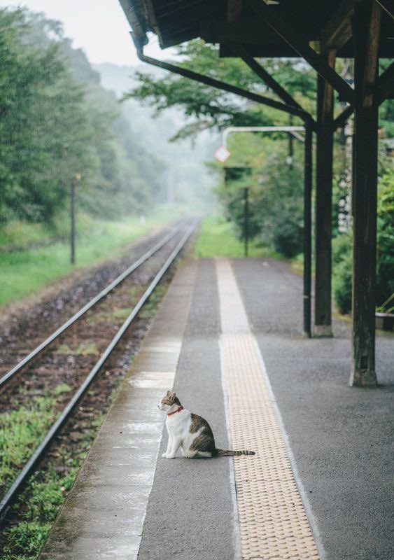 not__dog__'s tweet image. September