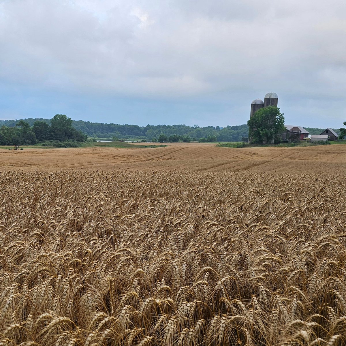 Amber waves of grain. #murica