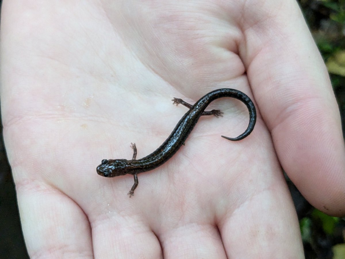 DocTsuga's tweet photo. Ecology course updates: This class is continuing our salamander project. We spent the last 2 weeks surveying 14 cover board transects across 2 properties. Students will next propose projects to better understand the patterns of where salamanders are and aren't. https://t.co/ggtVInzNwO