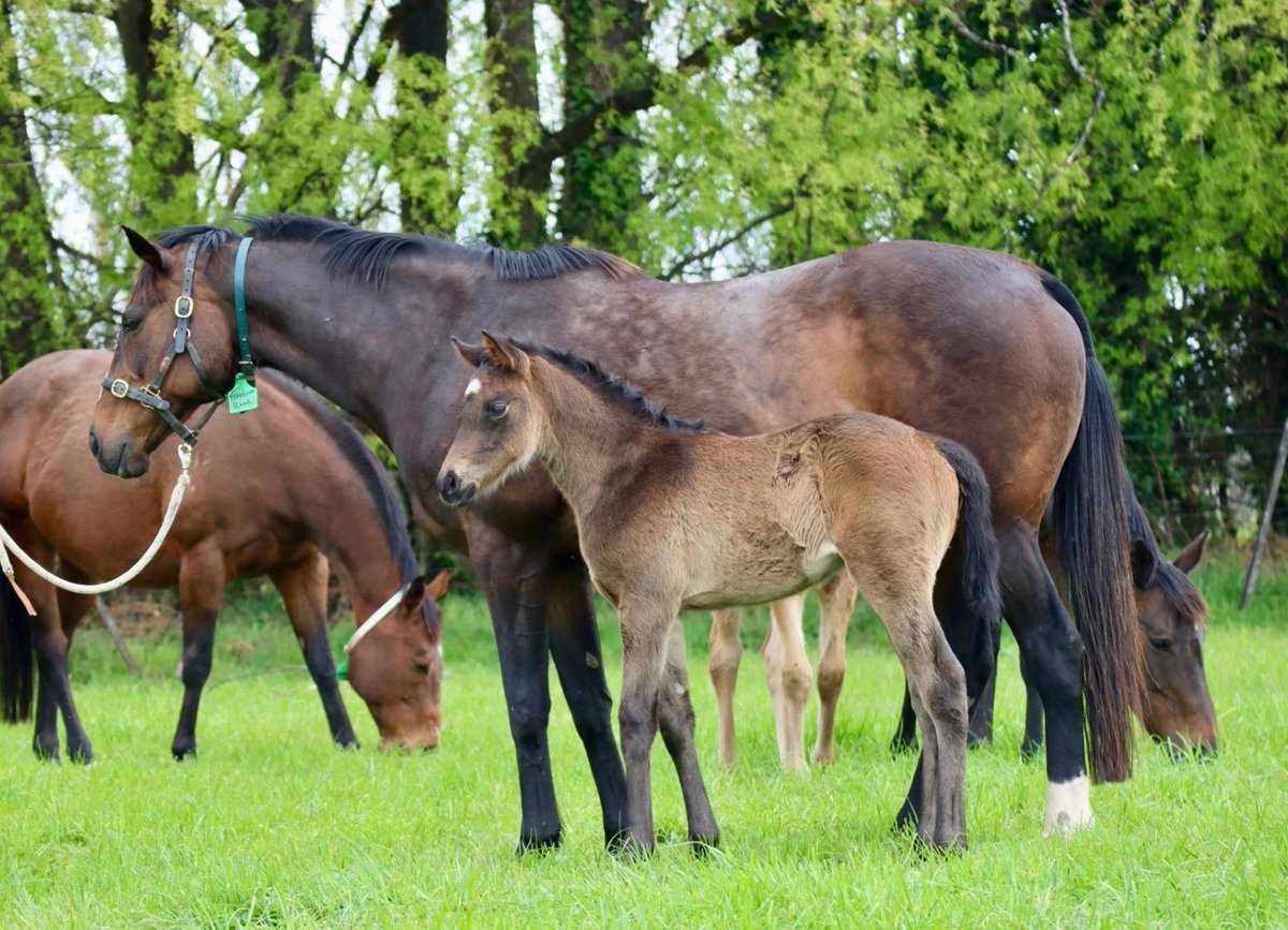 MonNeill's tweet image. Just love 🫶 the shape, strength, & quality of this cracking @NewgateFarm ARTORIUS 💎filly, bred by @Armidale_Stud ‼️
Her dam Freedom Road is a 1/2 sister to HK 🇭🇰Champion 4⃣YO Galaxy Patch 🏎️
With eye 👁️catching progeny like her on the ground breeders will be well rewarded 👏