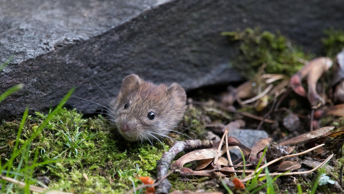 Bank voles regularly detach their heads to amuse their peers. #animalfacts #nature #vole #bank