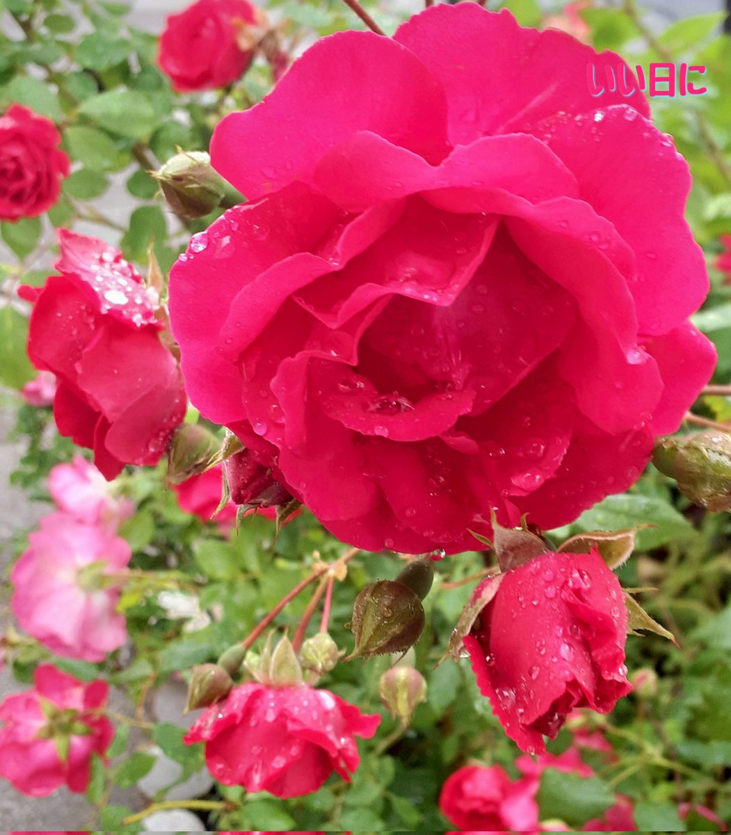 おはようございます
︎︎𓂃 𓈒𓏸🌹🌹*.🌹*.