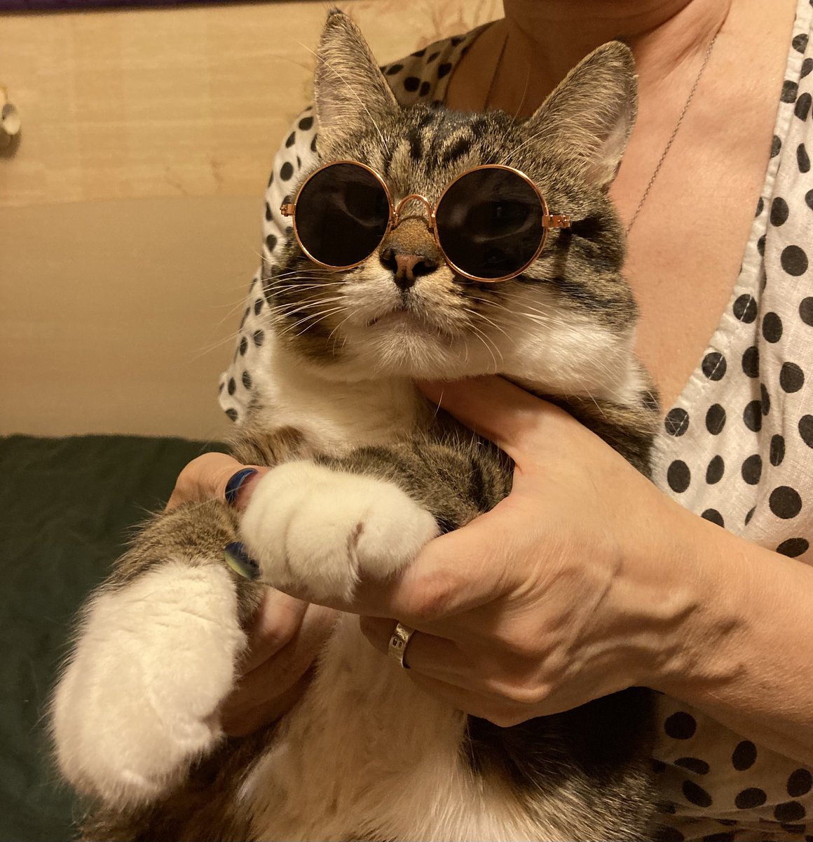 heiteru's tweet photo. кот-матрос https://t.co/9rwy96gk6a