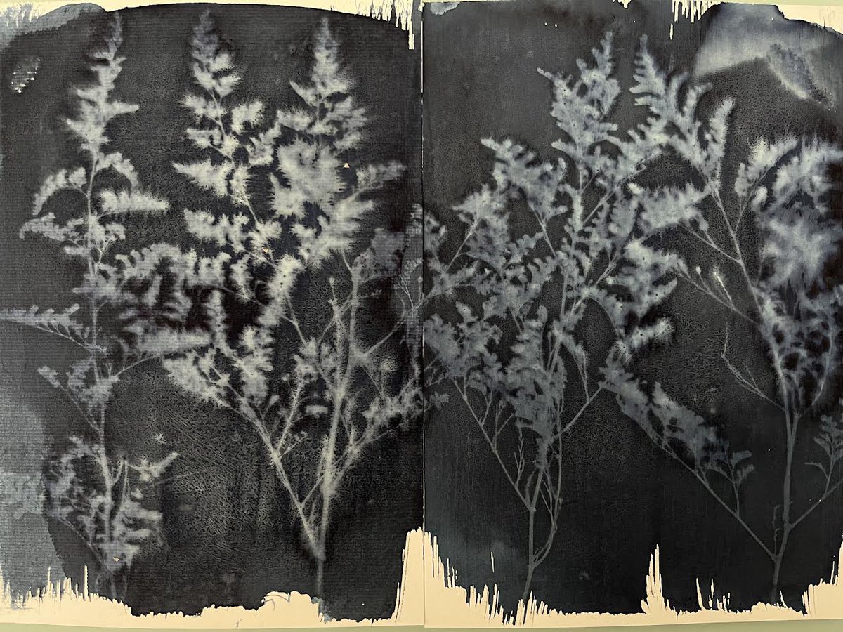 Photo_phile's tweet photo. 28 de Septiembre.. #Cyanotypeday https://t.co/5U1SJLqJhB