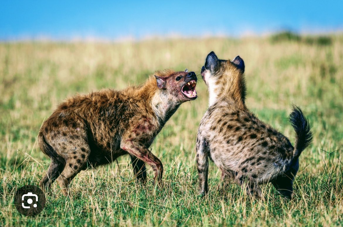 In a hyenas’ fight, we should take no side. The end result is that the savanna will be minus one hyena. Martin Shikuku would say, “the hyenas are about to eat one of their own’.
