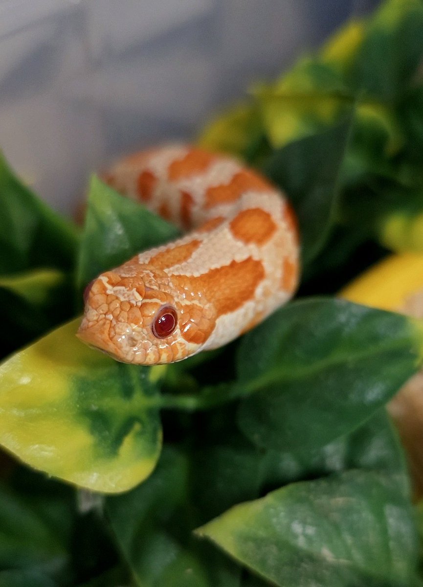 PurelyCB's tweet photo. Boop da snoot 👀
#boop #snake #cute https://t.co/4xsQZwE20t