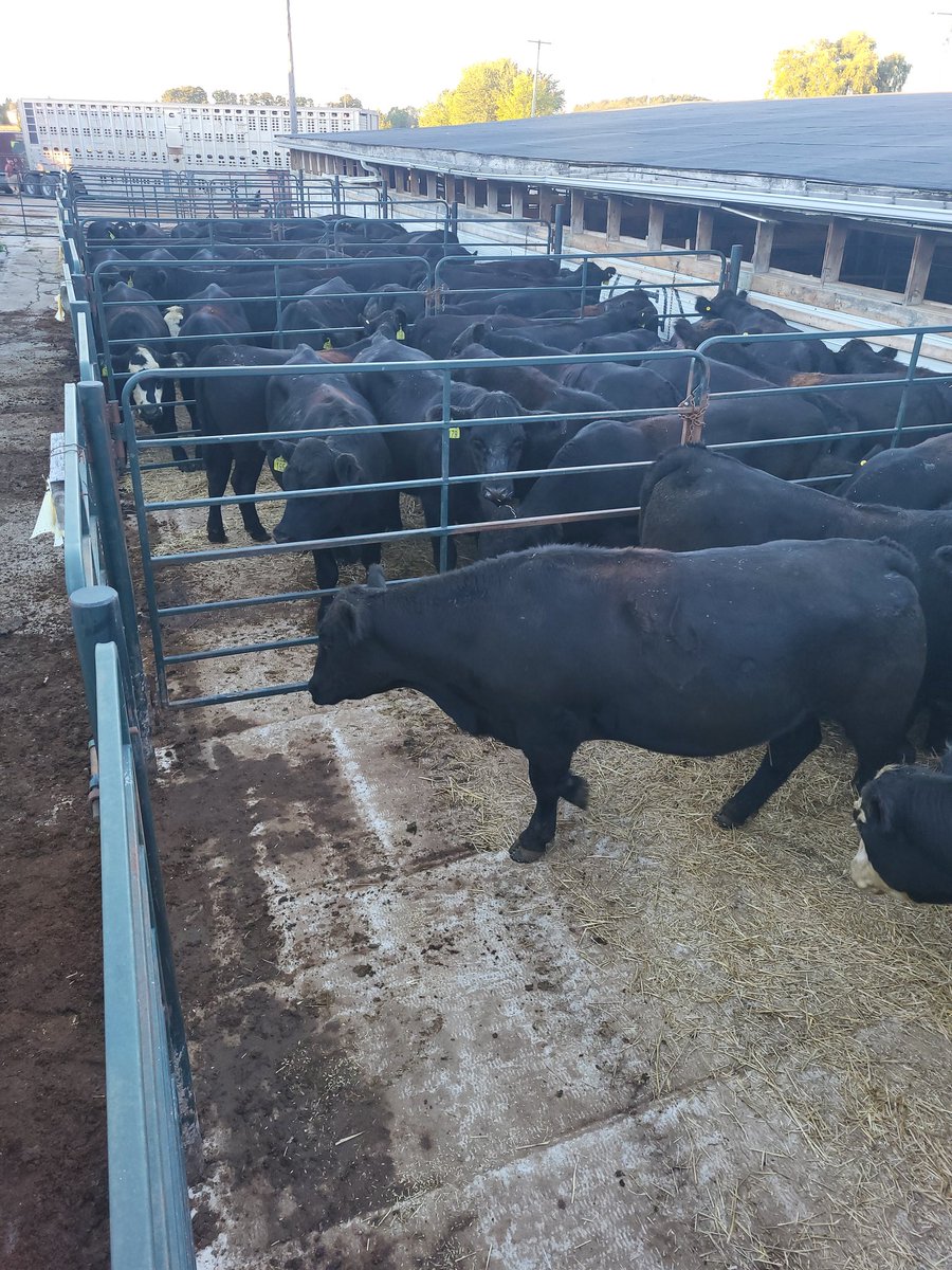 McnabbMurray's tweet photo. Quality grass yearlings on offer tomorrow at Keady . https://t.co/Z11WnSyXZf